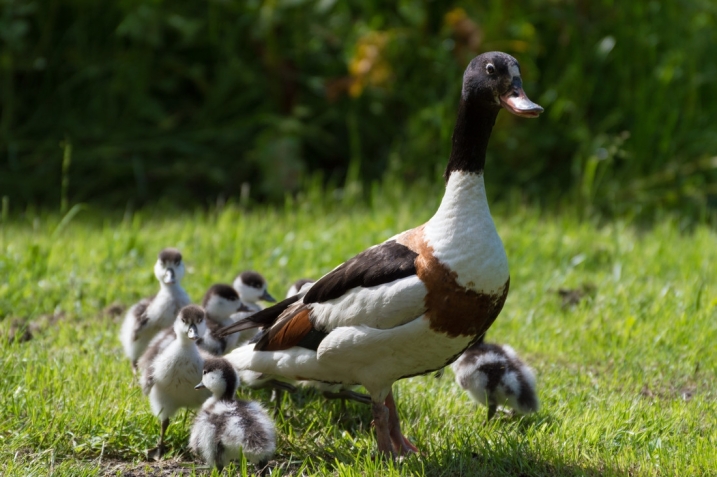 Mother shelduck with her 7 ducklings